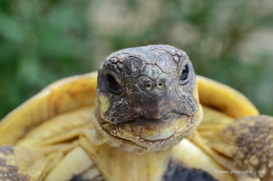 Tortue d'Hermann.