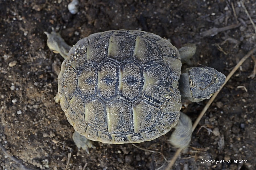 Tortue d'Hermann.