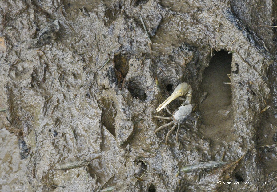 Crabe violoniste