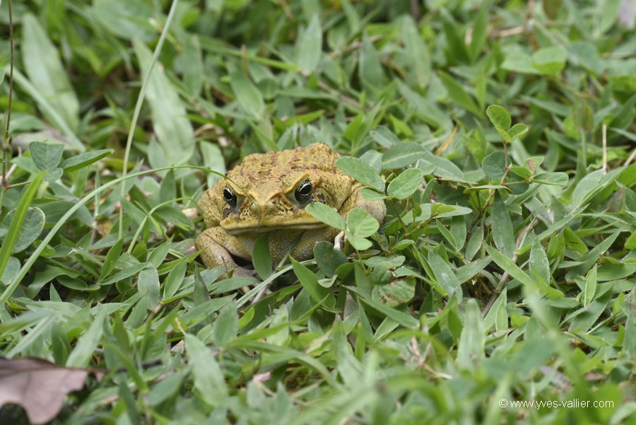 Crapaud.
