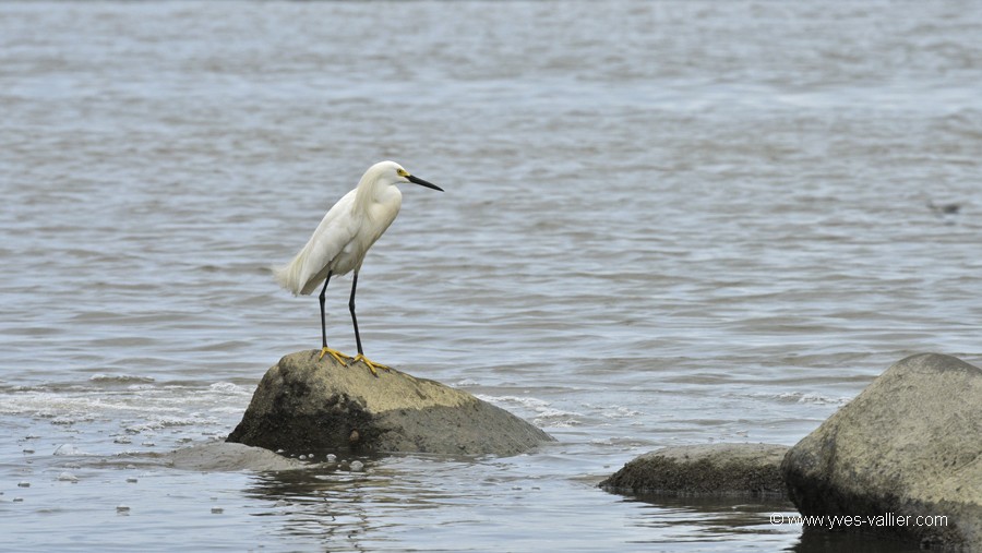 Aigrette neigeuse.