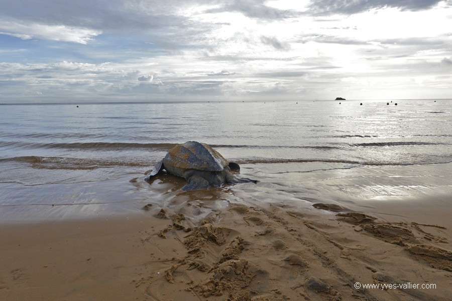 Tortue Luth.
