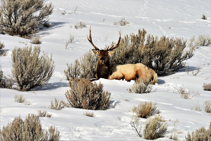 Wapiti