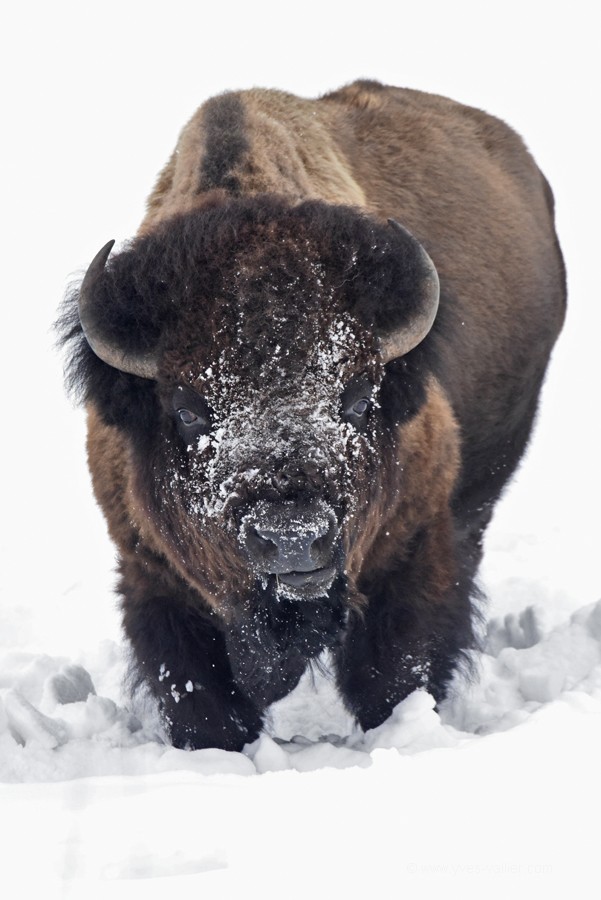 Bison