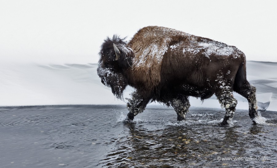 Bison