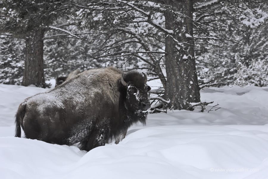 Bison