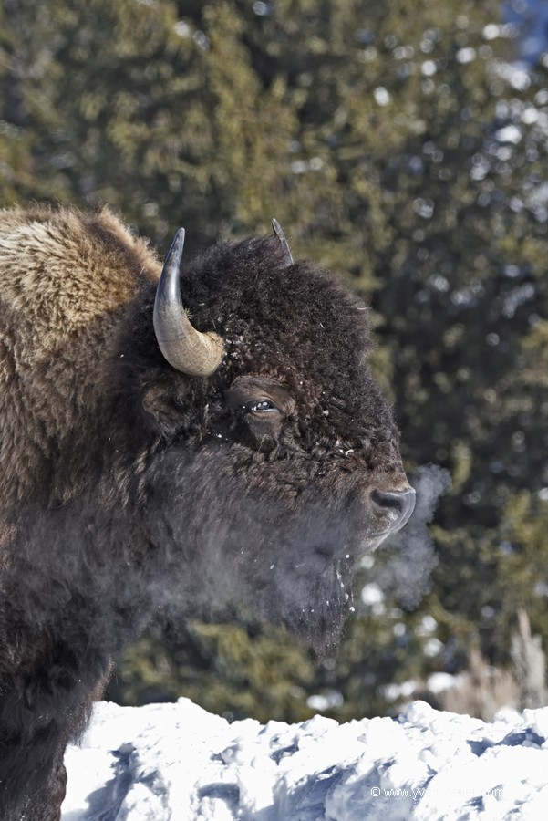 Bison