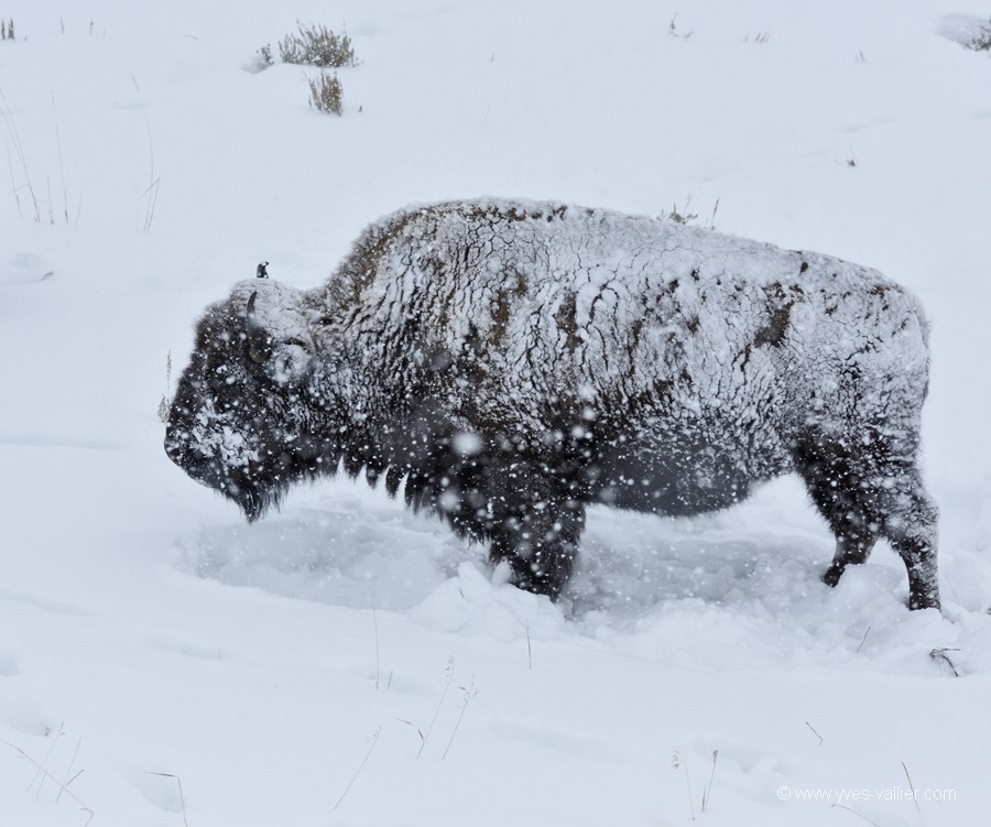 Bison