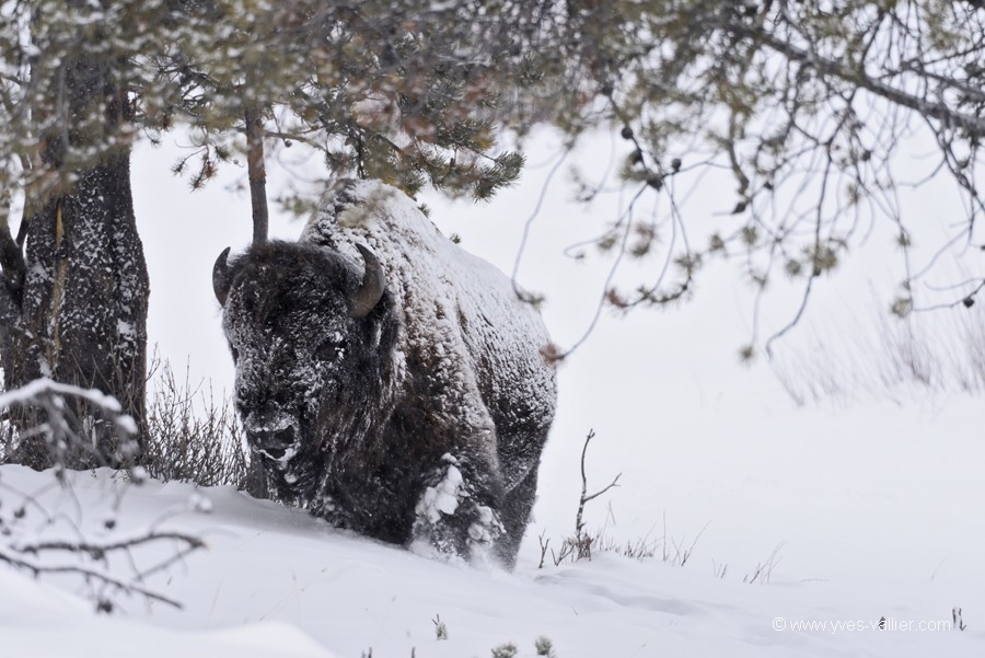 Bison