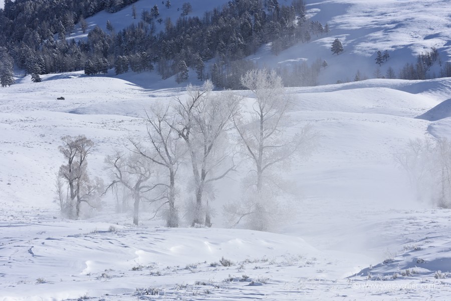 Si cette image vous intresse, contactez-moi