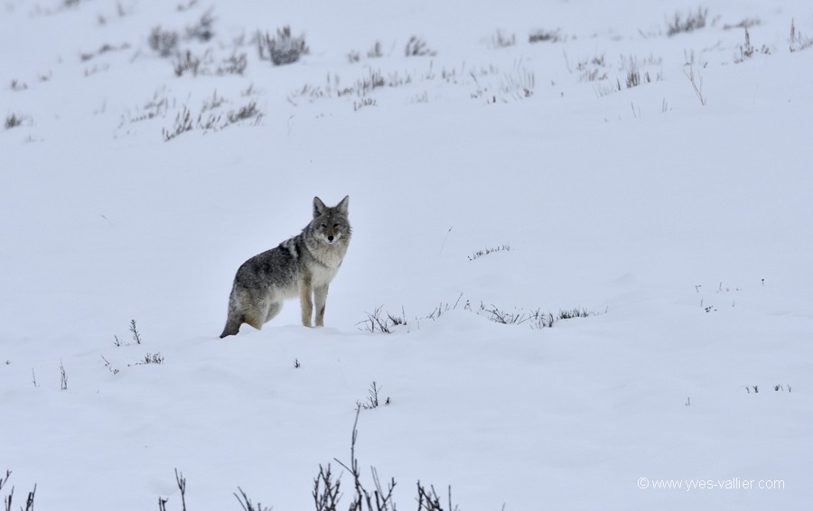 Coyotte