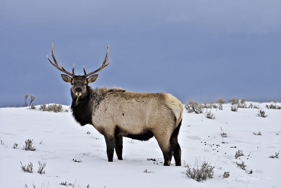 Wapiti