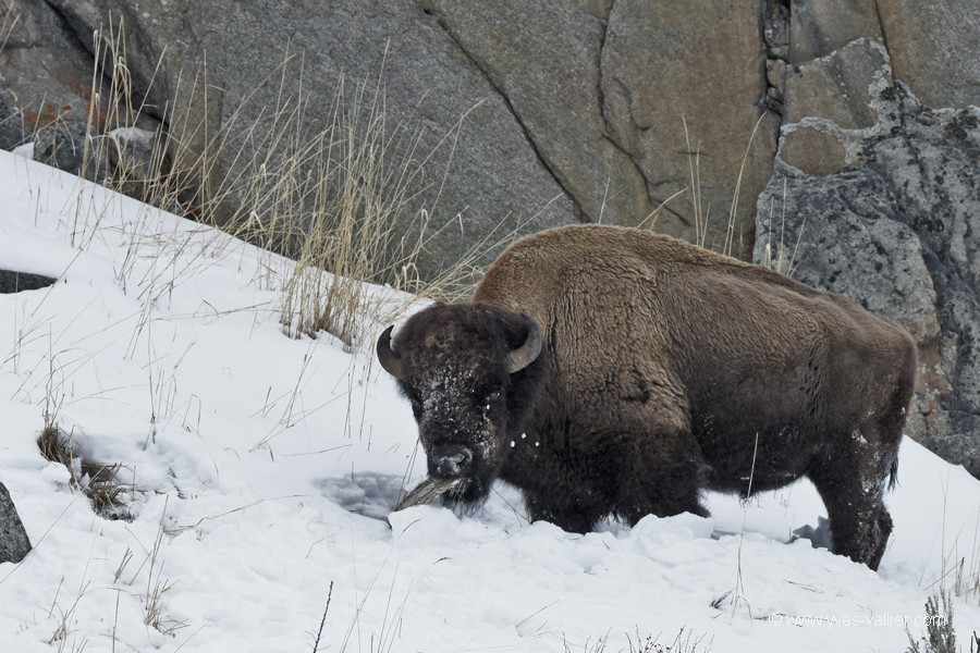 Bison