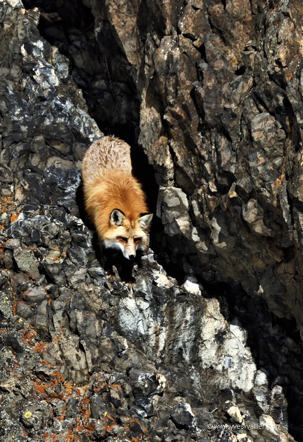 Renard roux