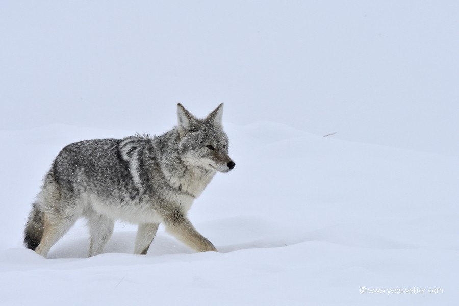 Coyotte