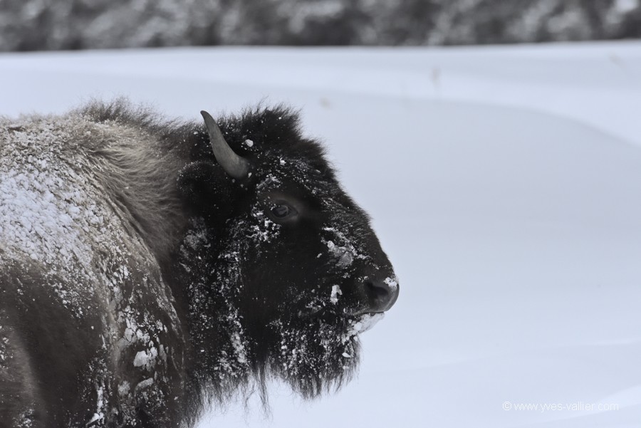 Bison