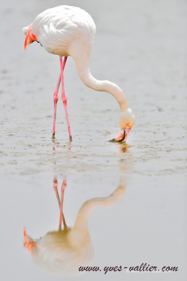 Flamant rose