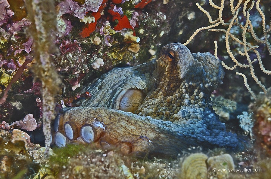Si cette image vous intresse, contactez-moi