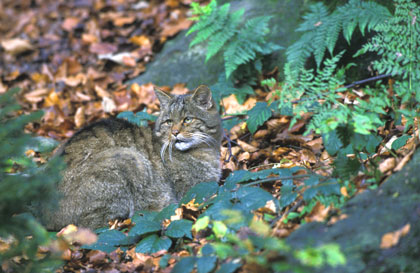 Chat sauvage.