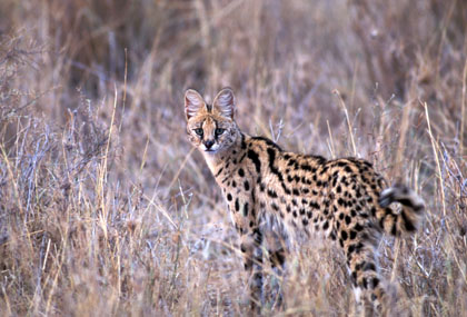 Serval.
