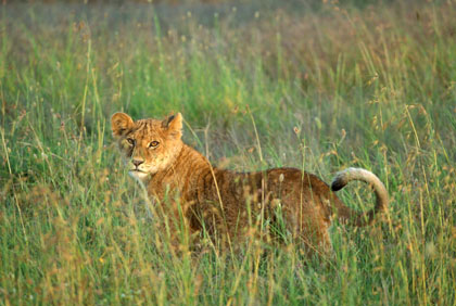 Lion/2
