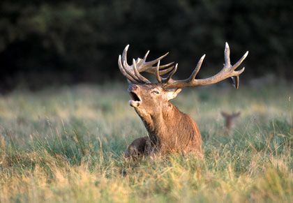 Cerf élaphe, brame à terre.