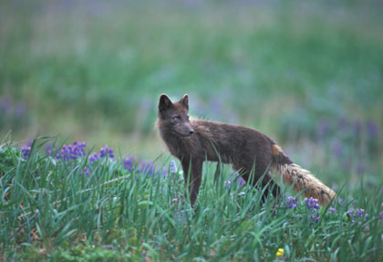 Renard arctique/2