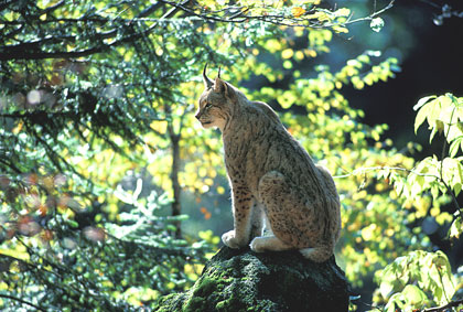 Lynx en automne.