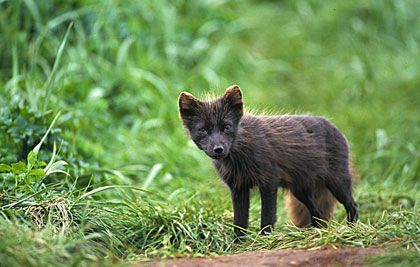Renard arctique/4