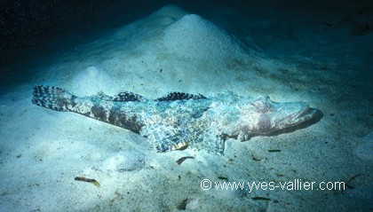 Poisson crocodile