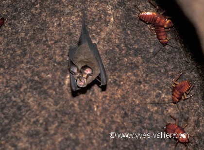 Chauve souris