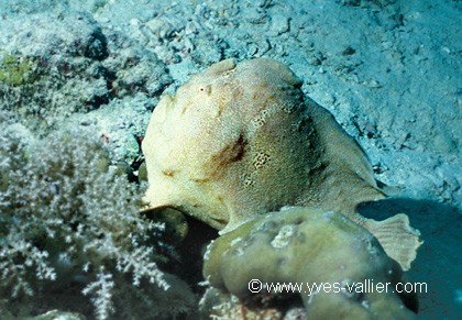 Poisson crapaud
