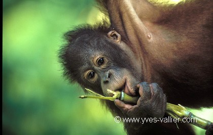 Orang outan/4