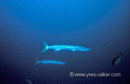 Grand barracuda.