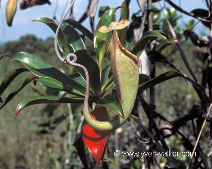 Plante carnivore/2
