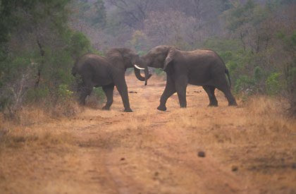 Eléphant d'Afrique/1.
