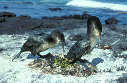 Cormoran aptère/2