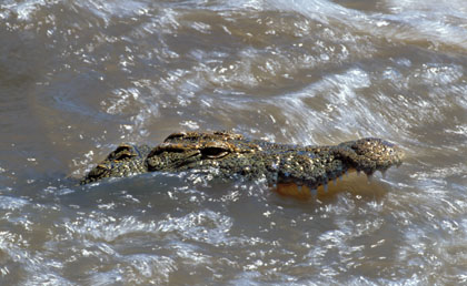 Crocodile du Nil.