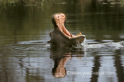 Hippopotame