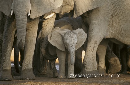 Eléphant d'Afrique/2