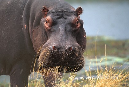 Hippopotame