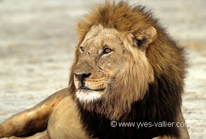 Lion d'Afrique/5