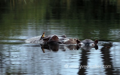 Hippopotame/2