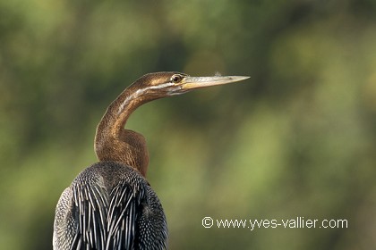 Anhinga roux