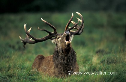 Cerf élaphe/1