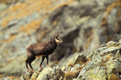 Chamois/1