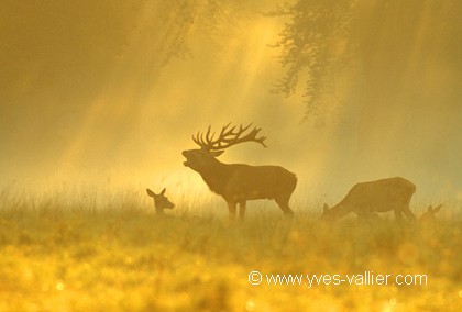 Cerf élaphe/2