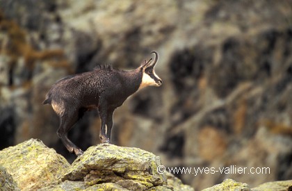 Chamois/2