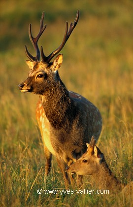 Cerf Sika