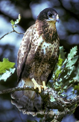 Buse variable
